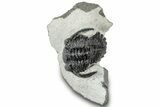 Detailed Hollardops Trilobite Fossil - Ofaten, Morocco #311127-1